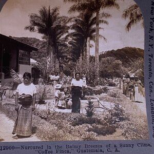 Antique 1905 Stereoview Photo Card Women Children Coffee FINA Guatemala C. A.